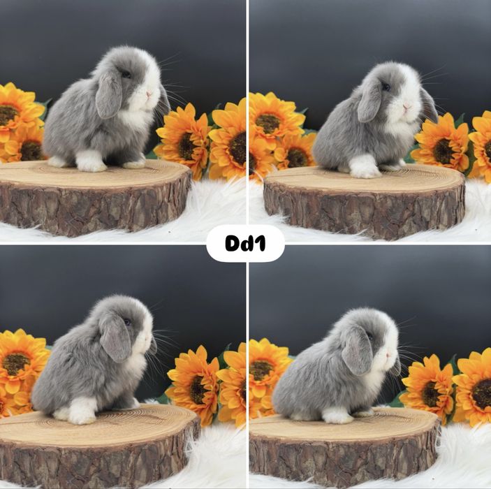 Króliczek Mini Lop