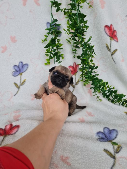 Estupendo menino Pug Carlin Beje de Qualidade