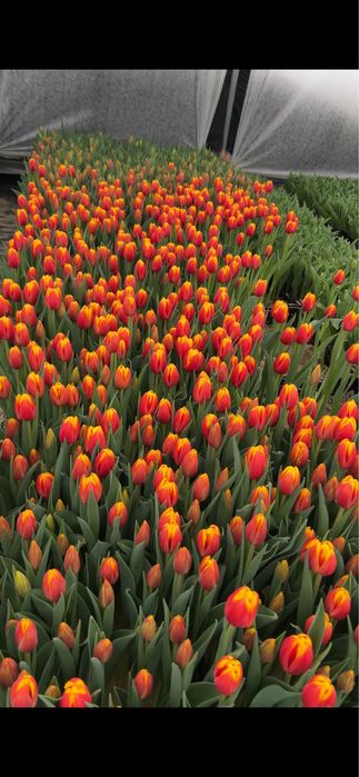 Луковиця після вигонки тюльпанів