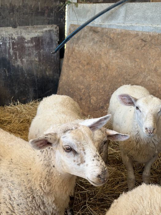 Borregos Inra 401 x Suffolk