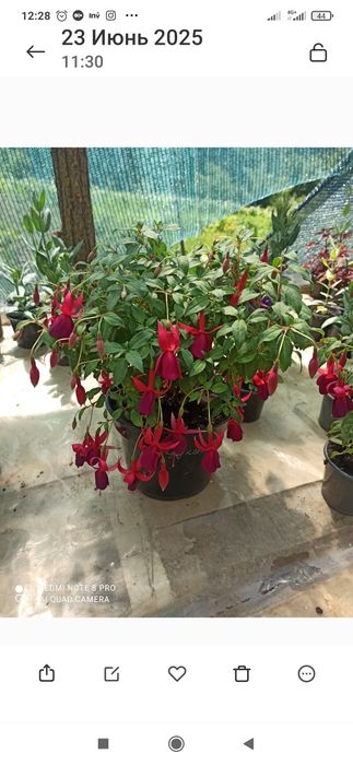 Черенок фуксії 8 сортів.