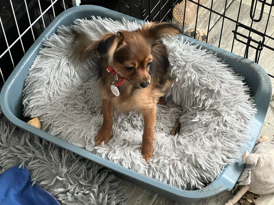 Rosyjski Toy Długowłosy SamiecGotowyDoOdbioru nie Chihuahua Maltańczyk