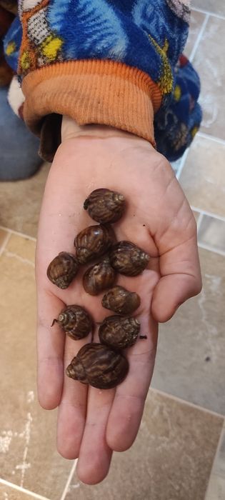 Продам улитят Ахатины Имакуляты