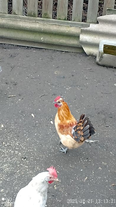 Молодий блондин півник