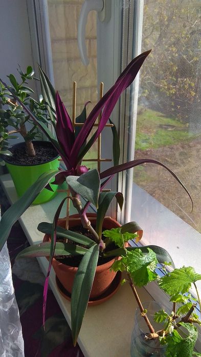 Алое вера (дітки, листя), Рео, Товстянка (грошове дерево)