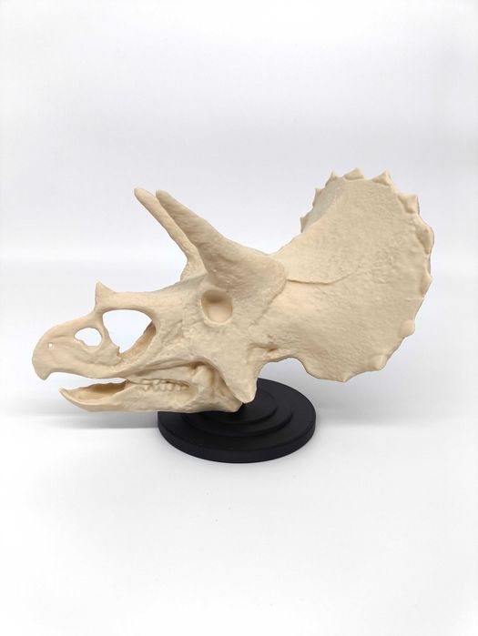 Crânio de Triceratops com base - Busto de alta qualidade - Dinossauros