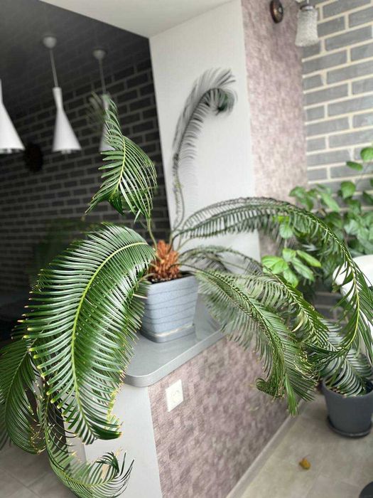 Пальма Сагова Цикас