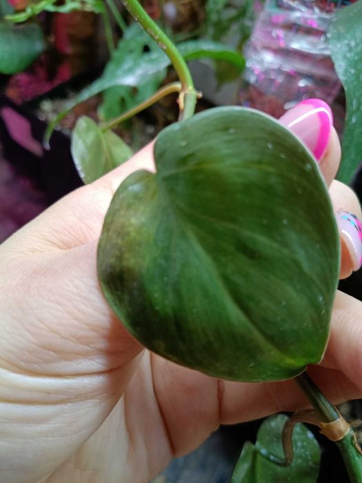 Philodendron hederaceum Oxycardium Variegata=szczyt cięty