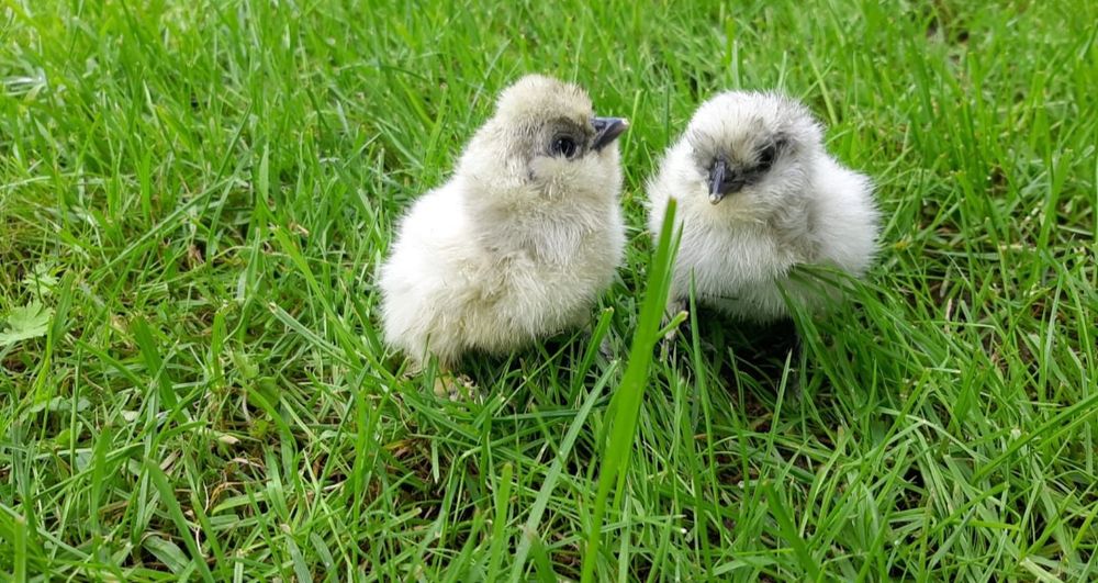Araucana, marans,australorp, silka,vorwerk,fawerolla, chabo,lakenfelde
