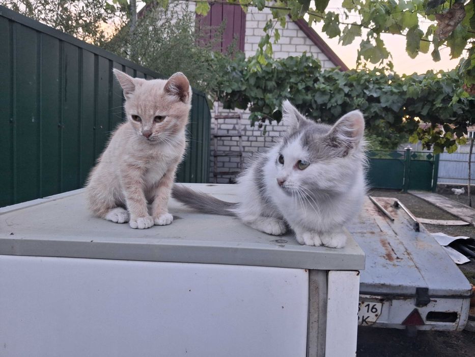 Кошенята безкоштовно