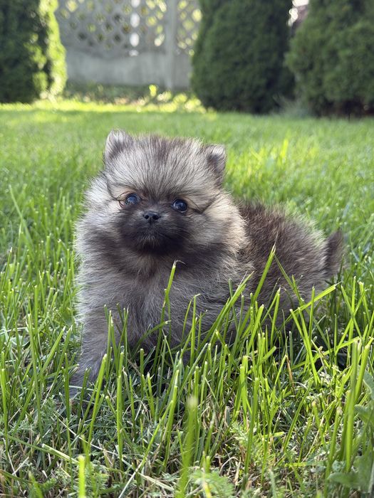 Szpic Miniaturowy Pomeranian