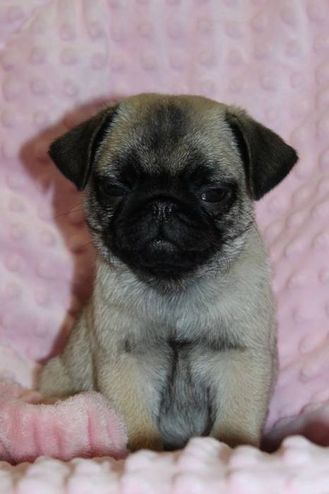 Лапушки милашки мопсяшки