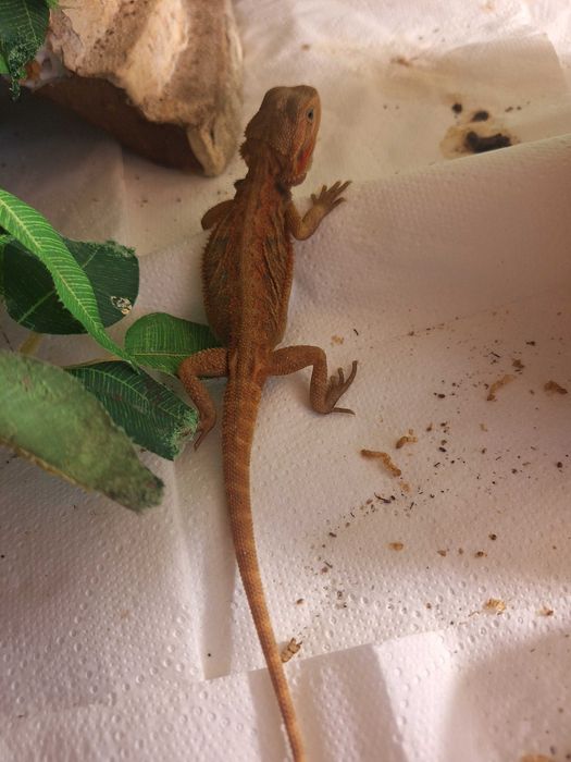 Młoda Agama Brodata red orange