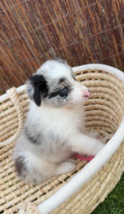 Border collie blue merle suczka