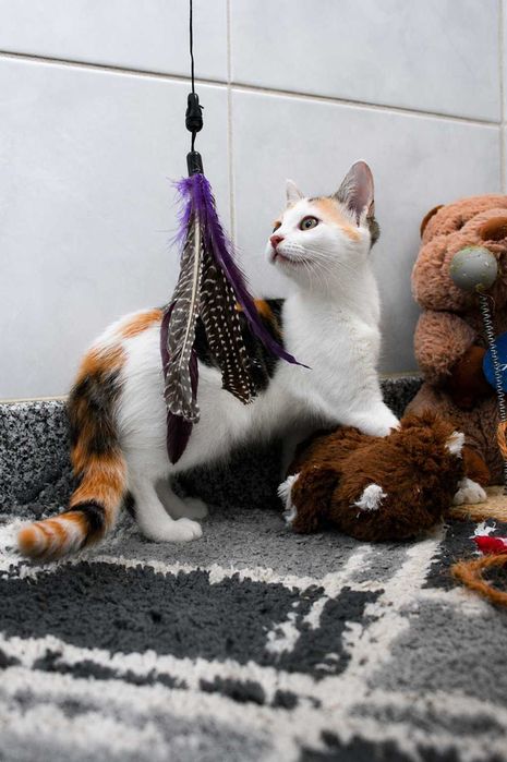 FÊMEA | Gatinha curiosa e brincalhona para Adoção Responsável