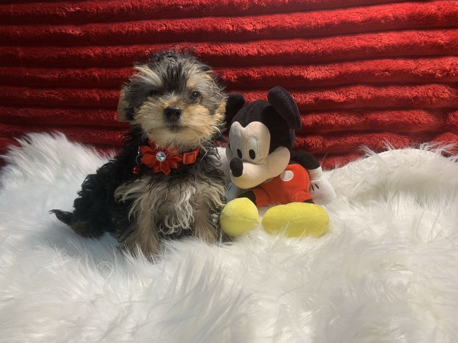 Yorkshire Terrier bebé