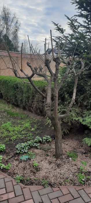 Робітник на дому або дачі.