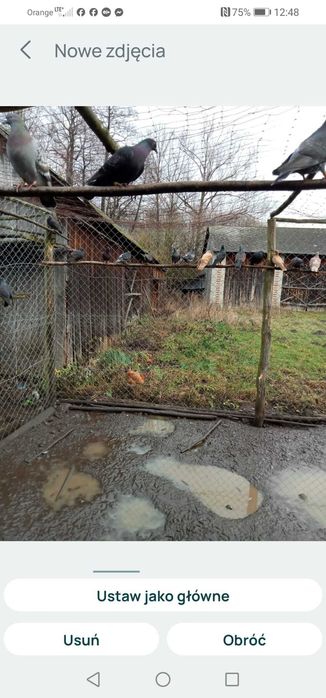 Gołębie tiplery, pocztowe i inne