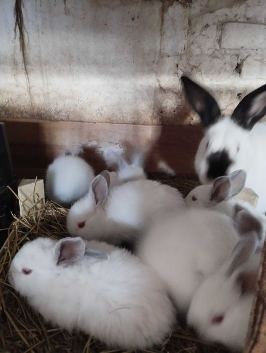 Кролики маленькі