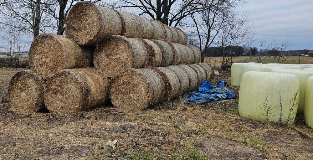 Słoma oraz sianokiszonka