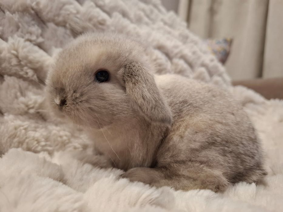 Królik miniaturka mini lop króliczek Teddy niderlandzki lewki angora