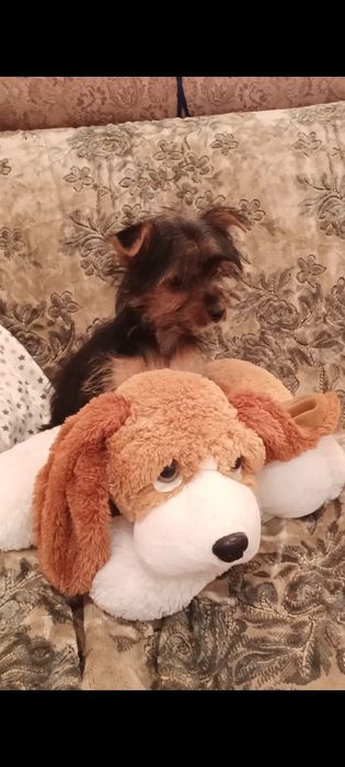 Дівчинка йоркширського тер'єра