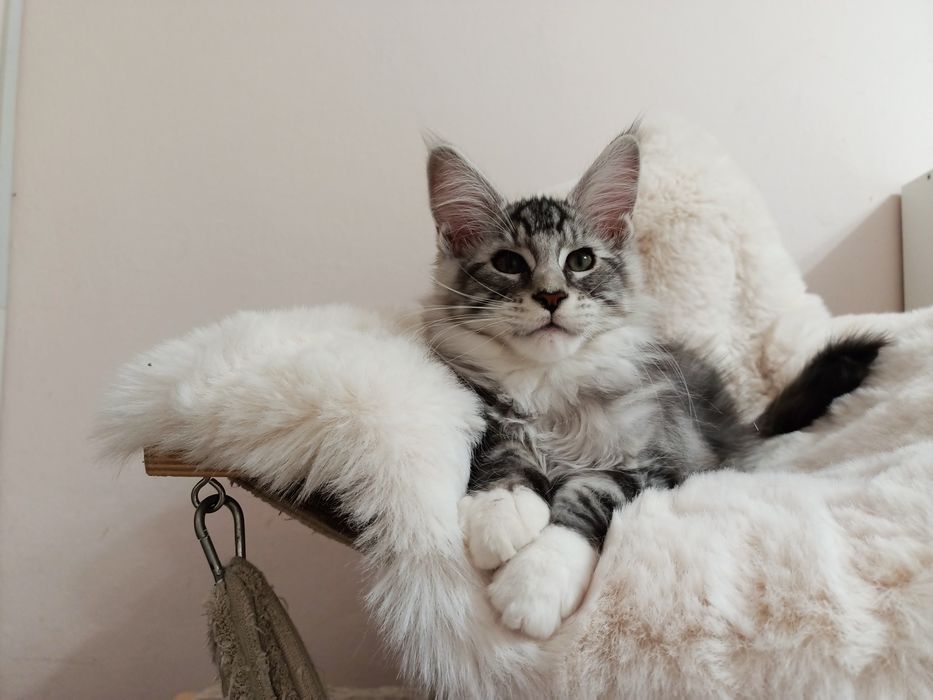 Srebrny Tygrysek Maine coon