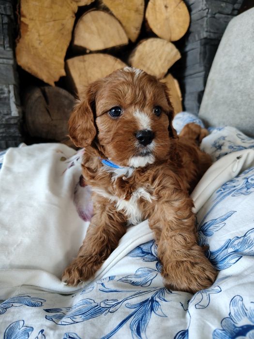 Cavapoo F1- samiec