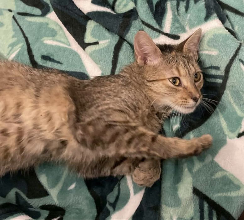 Małe kotki szukają domków