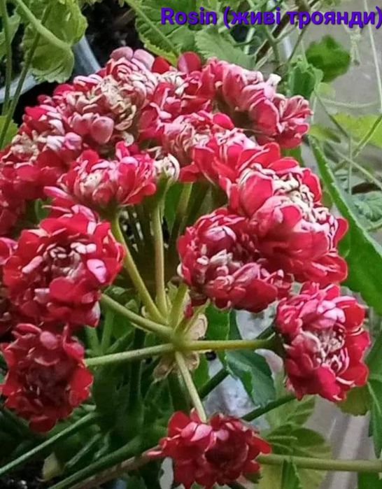 Пеларгонія/50 сортів