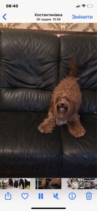 Хлопчик мальтипу макси ( лабродудель )