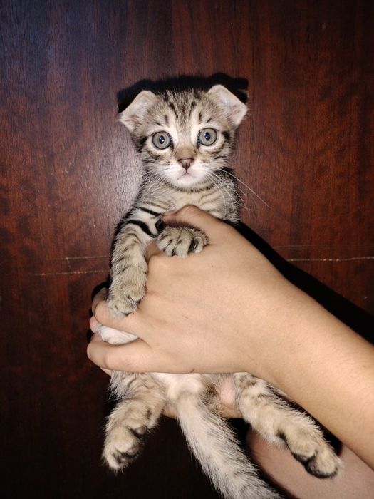 Британські кошенята