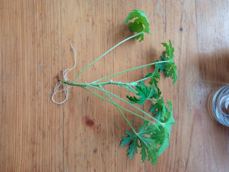 Geranium anginka kwiat doniczkowy