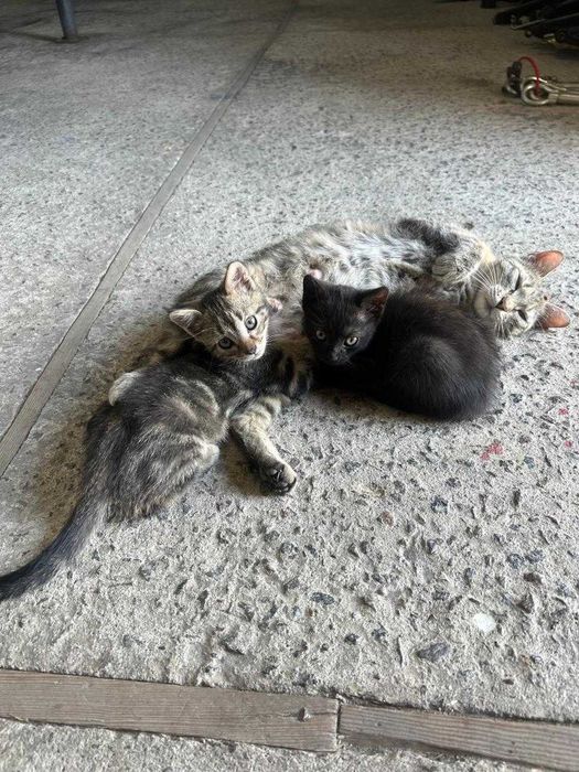 Котинята відам в добрі руки милих котиків луцьк кішечка кошення