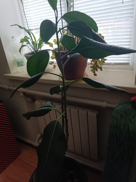 Фікус, лимон, авокадо