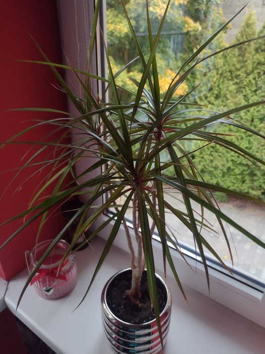 dracena,kwiat w doniczce