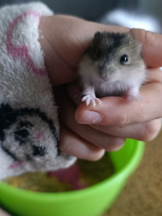 Джунгарські хом'ячки