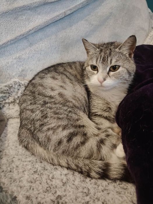 Pięknie umaszczona kotka do adopcji