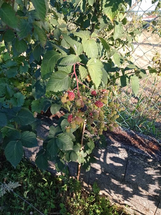 Amoreira sem espinhos