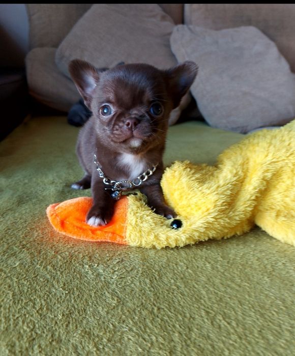 Chihuahua Macho  com Lop ( Pedegree)
