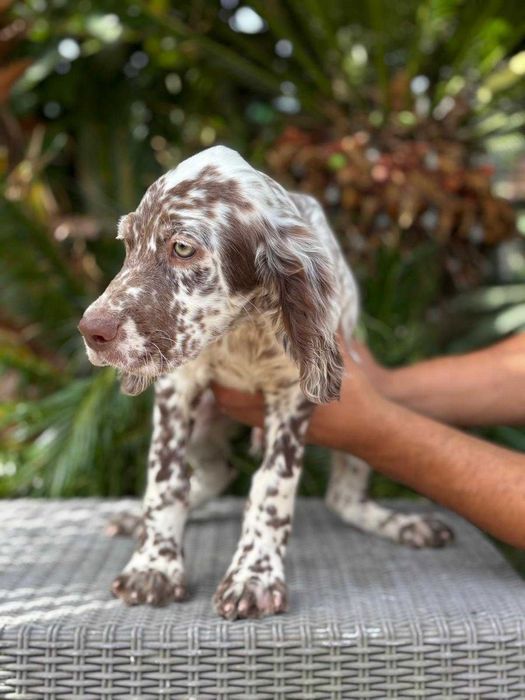 Vendo Cachorro Setters Ingleses
