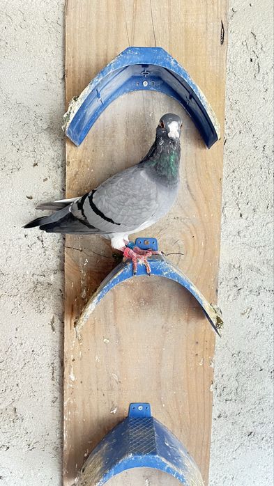 Pombo correio
