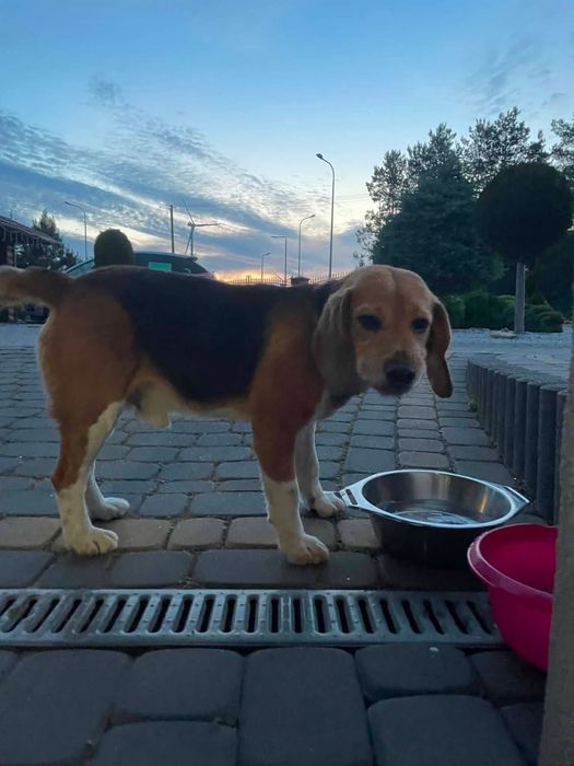 Majlo do adopcji
