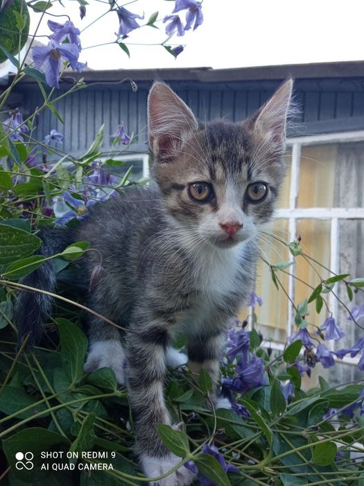 Кошенята в добрі руки