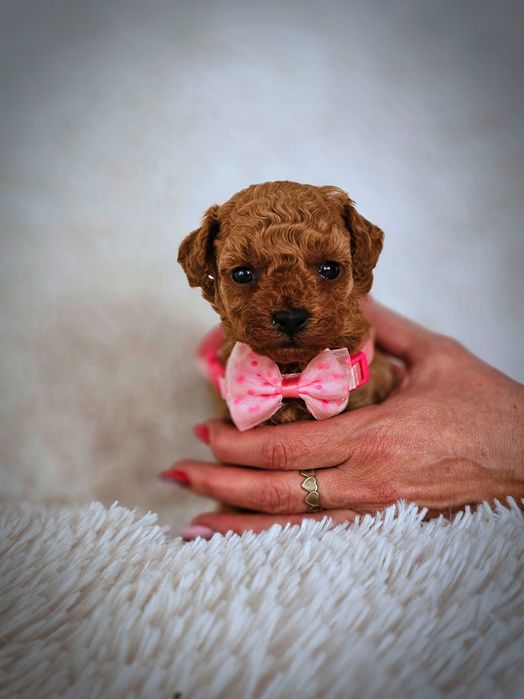 Pudel Toy Red Genetyka.