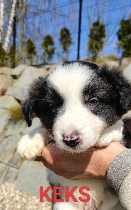 Szczenięta Border collie
