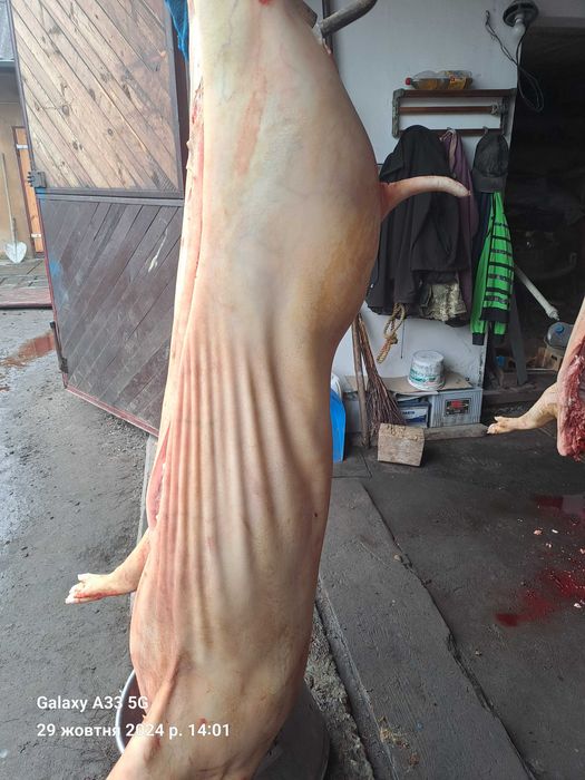 Продаж,свиней , Яловичини