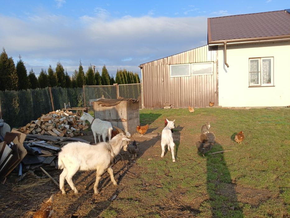 Sprzedam kozła 10 miesieczny