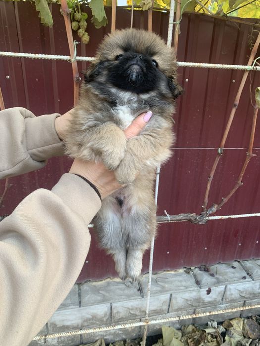 Продам цуценят Пекінесів