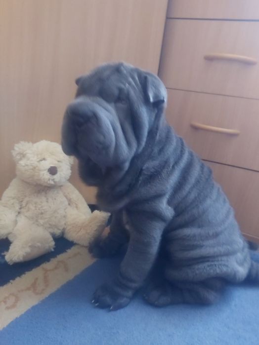 Чудесная девочка голубого окраса.